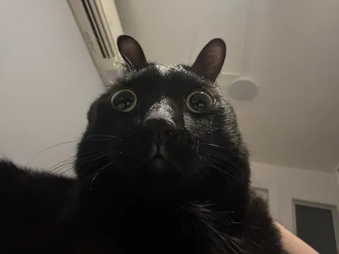 No thoughts, just void