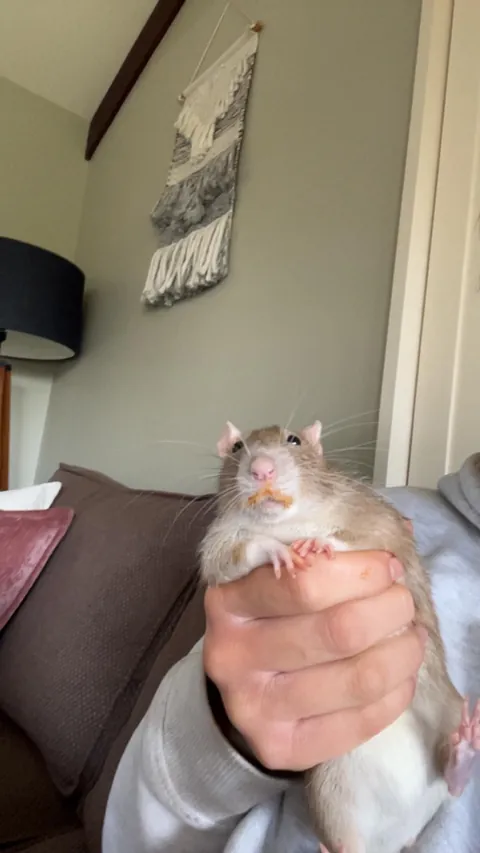 Swipe and guess which rat got into my butter chicken…