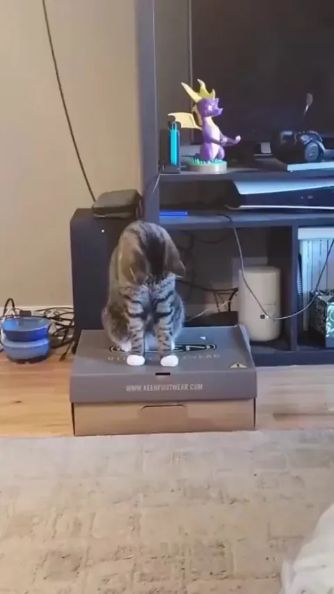 Professional Magician and his confused assistant