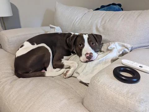 Since everyone loved him so much as a puppy, here he is at least a little grown up