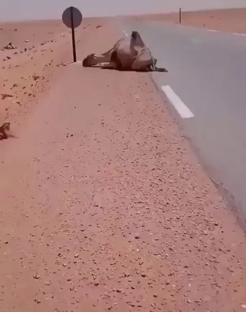 Truck driver provides water to thirsty camel in the middle of desert.