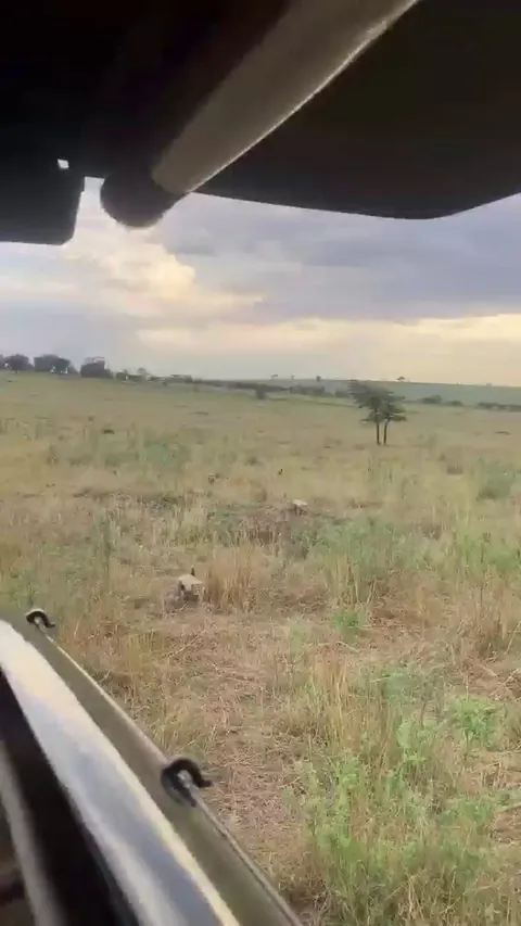 🔥 Cheetah cubs under 3 months of age look like honey badgers