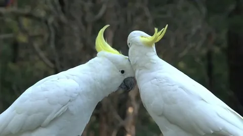 Big white birds caressing each other💕💕💕💕