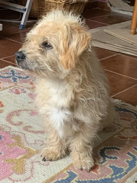 My beautiful 14y old boy Scooby 🌈