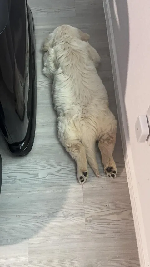 My new family member, Skye!