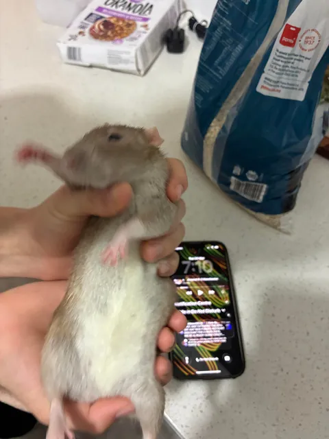 How can I put one rat on a diet? She is literally so lazy.