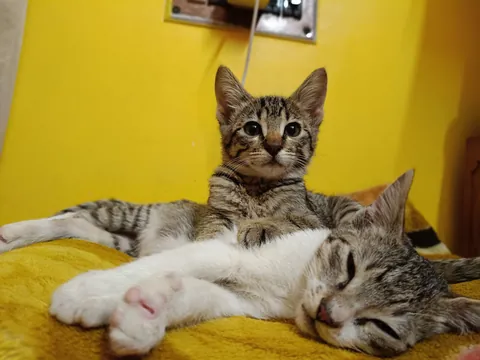 They are my supermodels. Kittens born to my rescued momma cat on 12/12/2025.