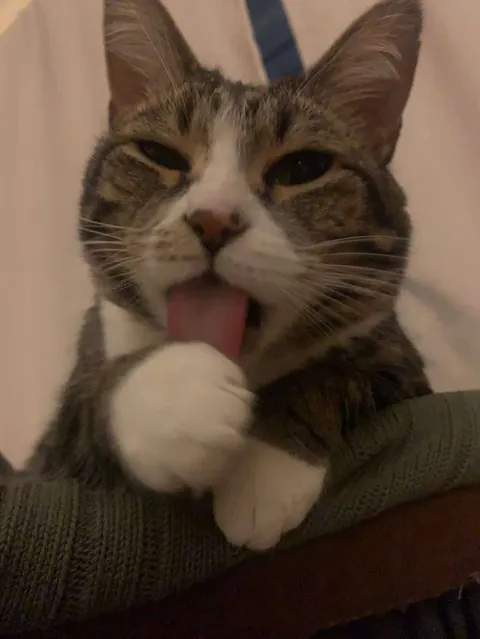 Being catted every day