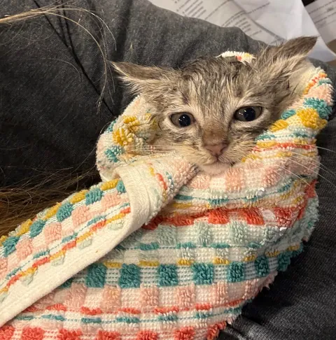 Trespasser found in my backyard!