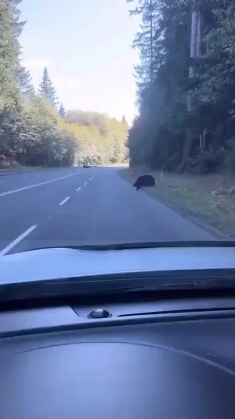 Bear cub is distracted by a balloon while crossing and the mama bear has to come back