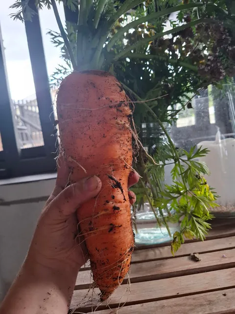 This is my 5th year gardening, adding one new thing every year, because... amateur. I decided to try carrots this year. I'm not disappointed 😂😂😂.