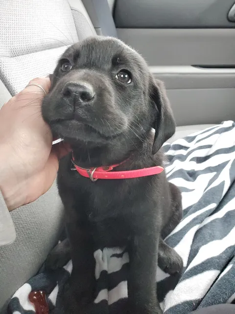 Got this little angel 3 days ago. Her names Mahgeeta (9 weeks) and as a first time dog dad, over the moon with her!!!