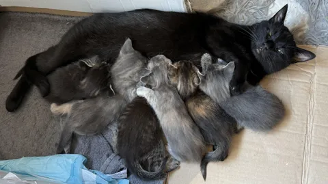 Our brave cat mama gave her all – six tiny fluffballs, and everyone has found a spot