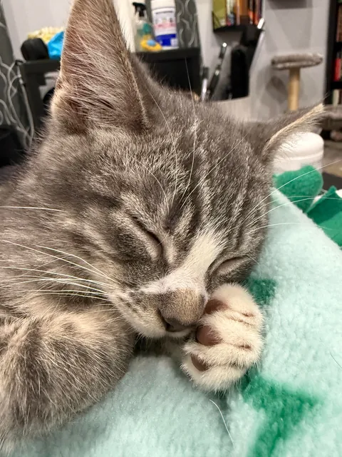 I’m not sure my wife could have been any happier. All 5 found a spot.