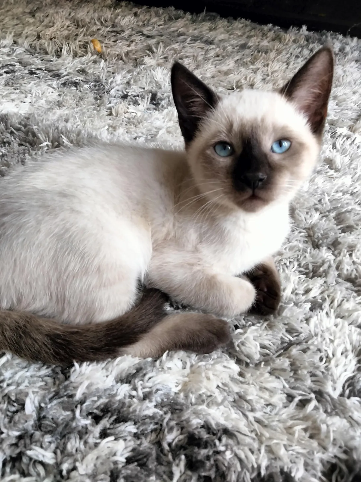 I know I already posted a picture of socks, but I wanted you guys to see his pretty eyes