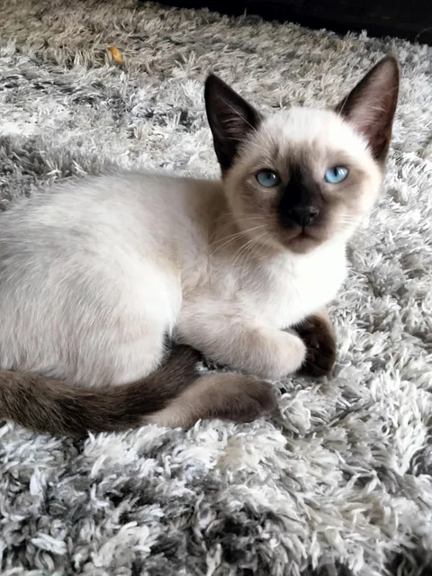 I know I already posted a picture of socks, but I wanted you guys to see his pretty eyes