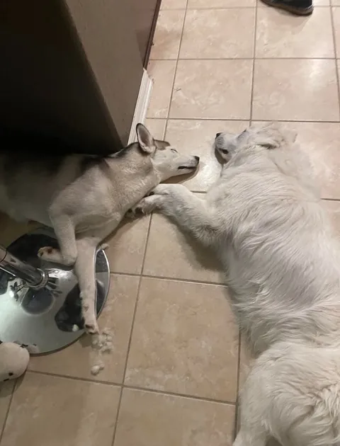 Two best friends they always sleep like this anyone know why?