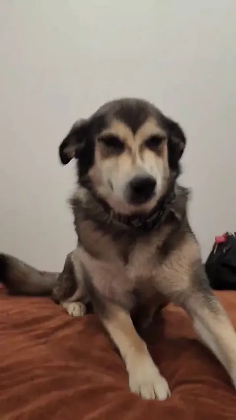 My dog happy were home