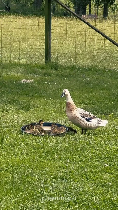 mummy duck with her 11 babies 🦆🐥🐥🐥🐥🐥🐥🐥🐥🐥🐥🐥🛁