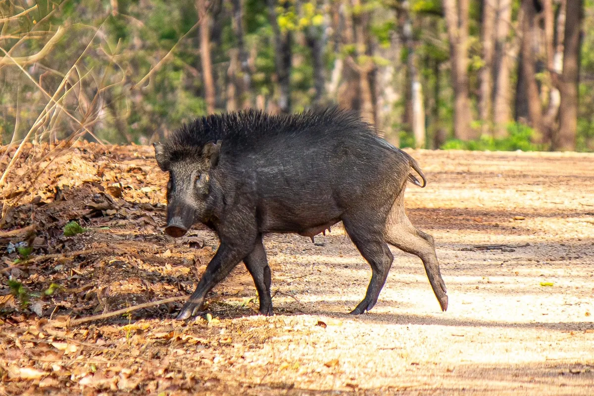 Some Thai wildlife shots from over the last year