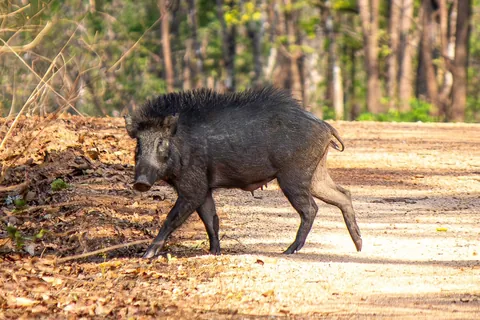 Some Thai wildlife shots from over the last year
