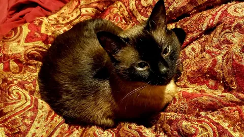 Diablo, 18 years still wasn't enough. I've loved you every day of your life, minus a few weeks at the beginning before we met you. Wait for us, we'll be there before you know it