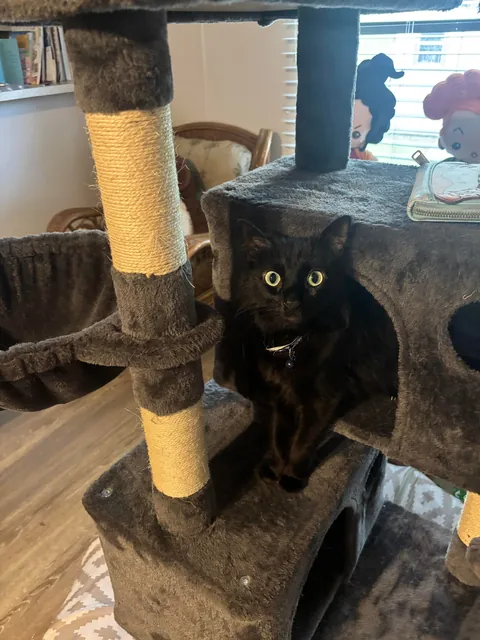 I lost my Lapis last night💔