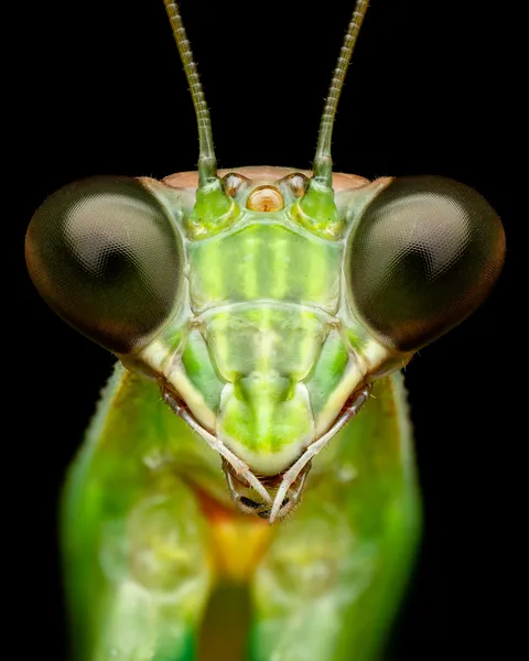 🔥 Detailed close-up of a praying mantis [OC]