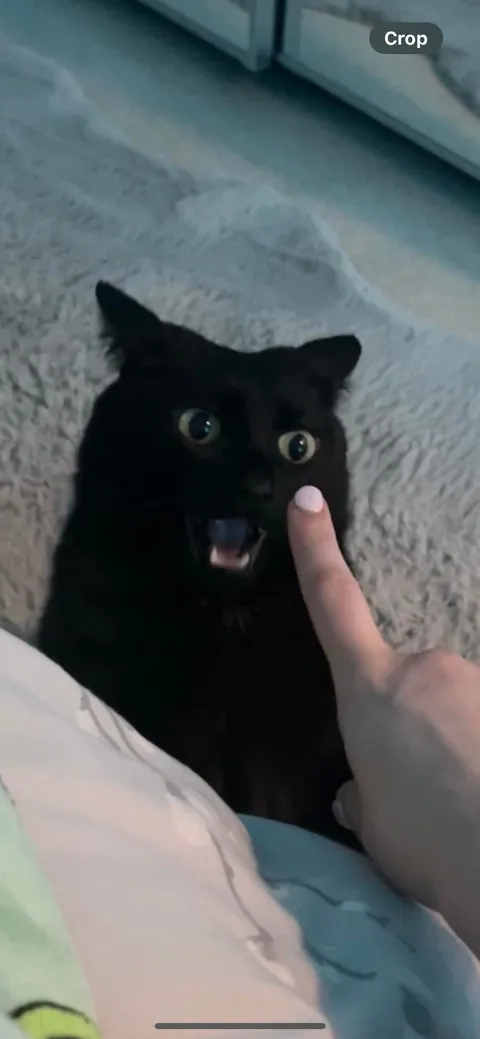 It’s Friday the 13th! Let’s see your black cats🖤 