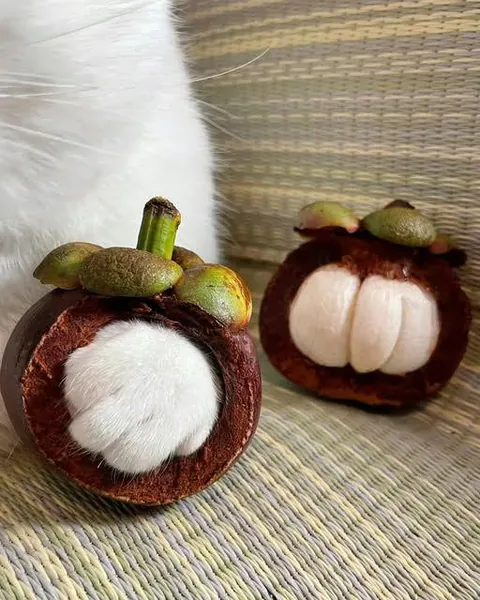 Cat's paw placed inside a cut mangosteen
