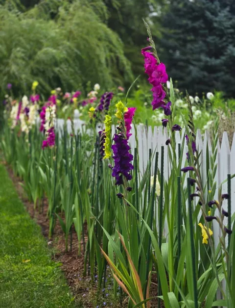 Second year cottage garden