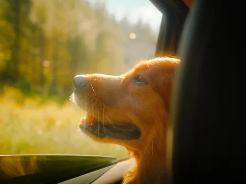 Nothing like a Vermont summer 🍎🛶⛰️