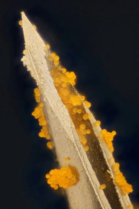 I took a set of 140 extreme macro photos of an insulin needle covered in pollen, stacked them and converted to an animated GIF
