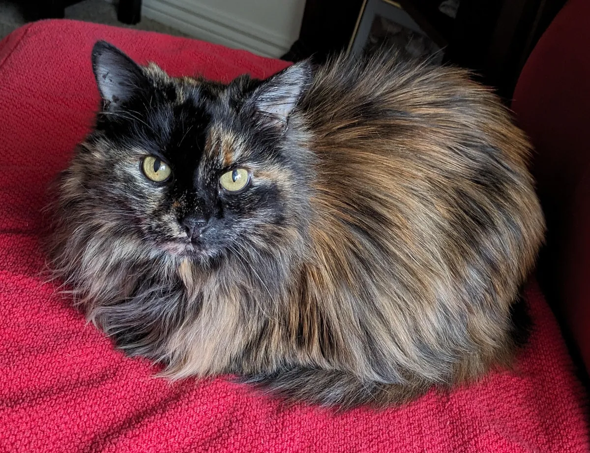 My 16 year old girl isn't doing too great. I'm getting ready to say goodbye, and thought some people might enjoy some pics of her