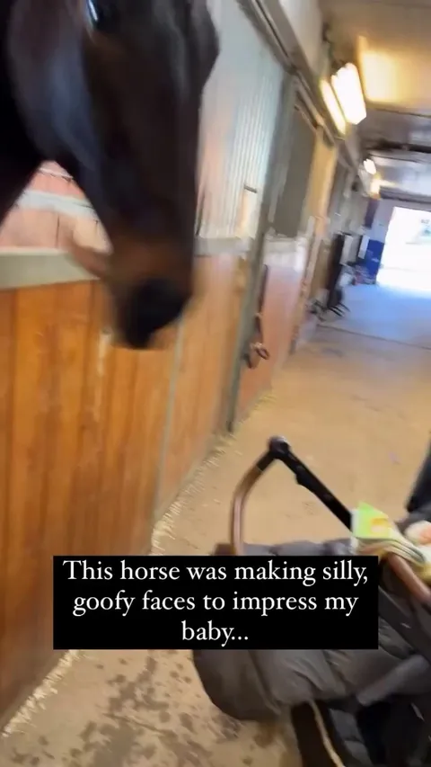 Horses are amazing 🤣