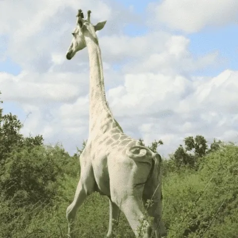 🔥 Extremely rare albino giraffe.