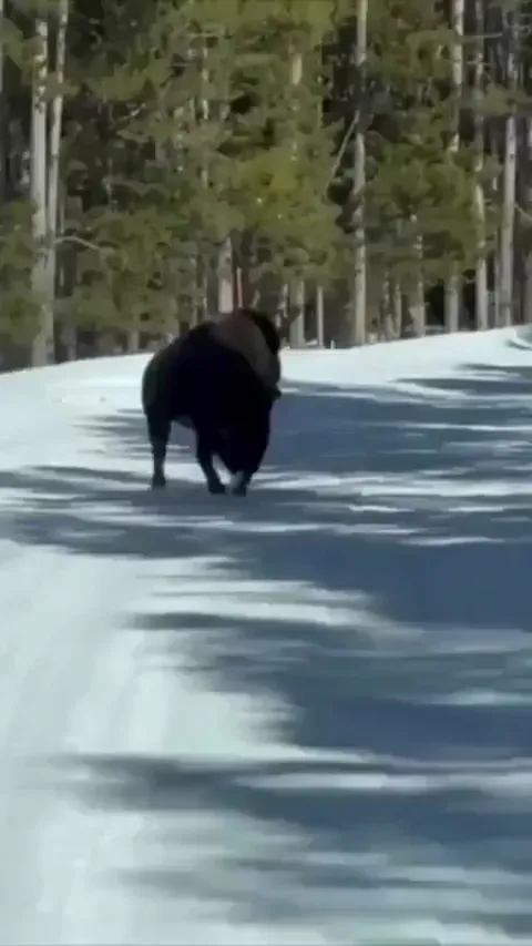A bison enjoying some alone time .