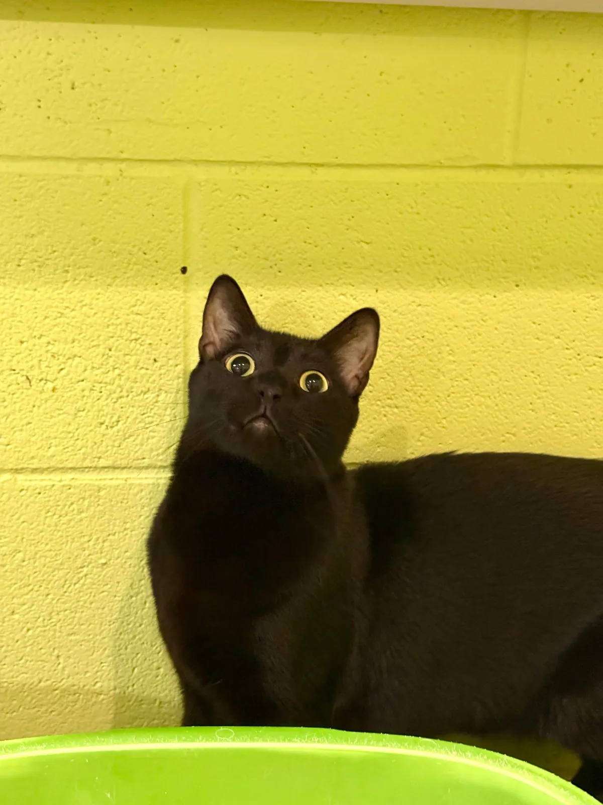 In honor of Halloweekend, here are all the black cats at the shelter I volunteer with.