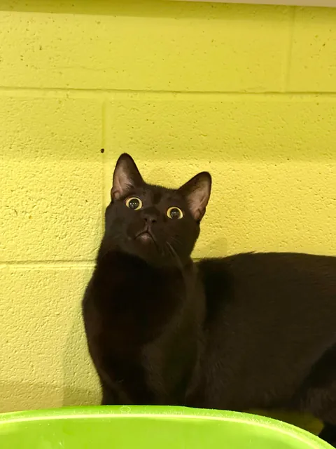 In honor of Halloweekend, here are all the black cats at the shelter I volunteer with.