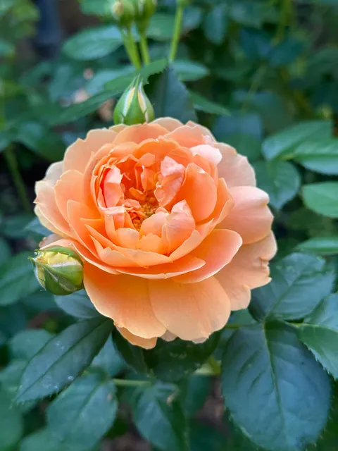 Annual garden party with my best friend!