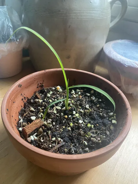 Guys be honest did I accidentally grow a blade of grass.