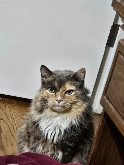 My crime: petting another cat