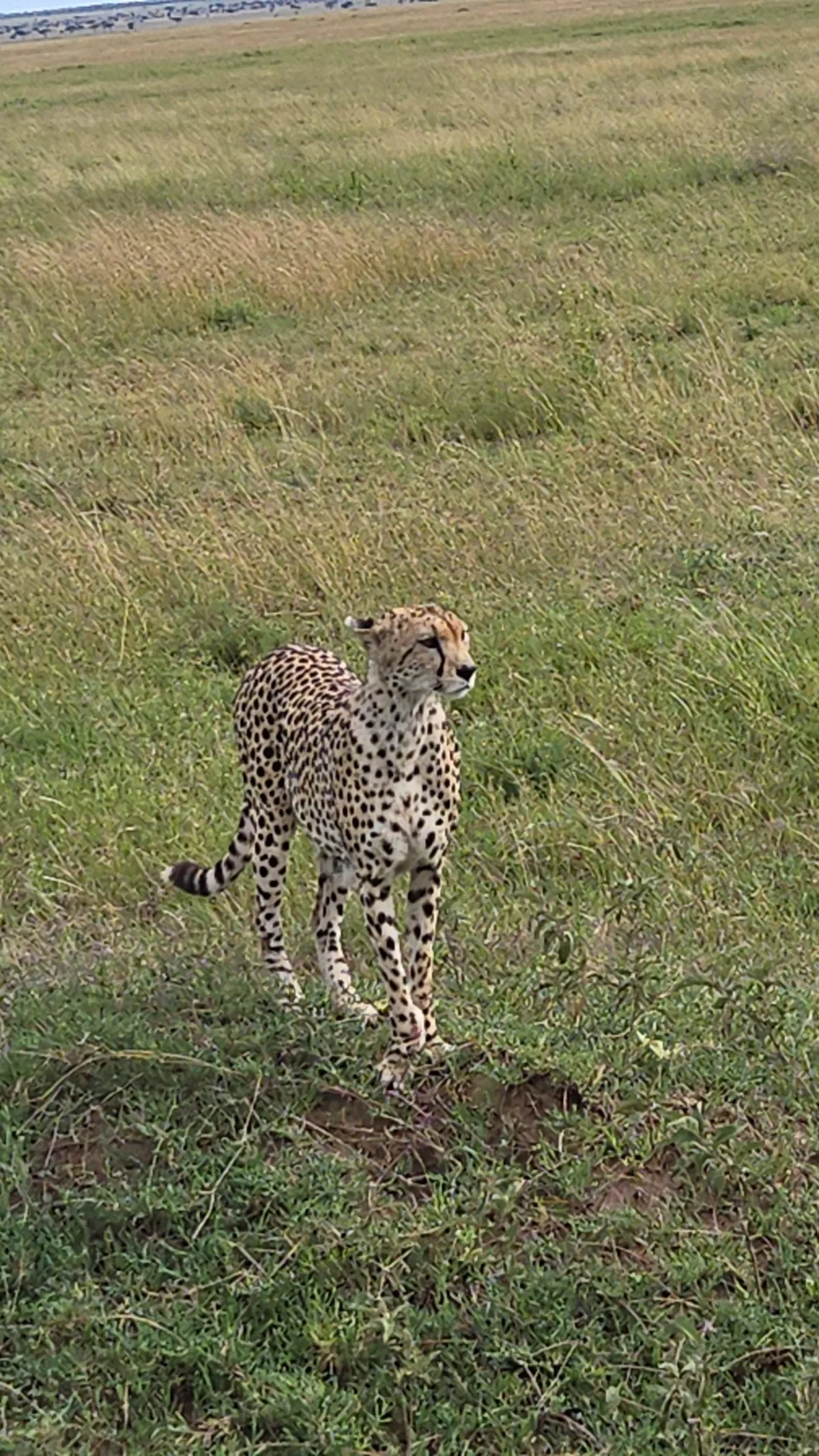 The Beauty of Tanzania