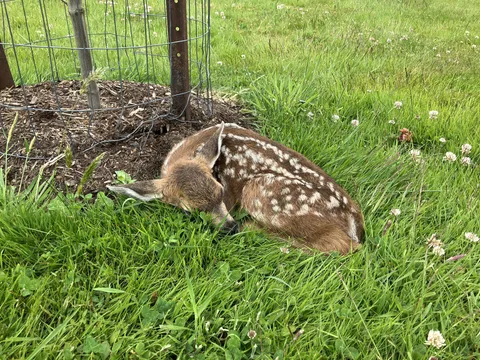 Fawn I found sleeping on my yard. I feel like I’m in a fairytale