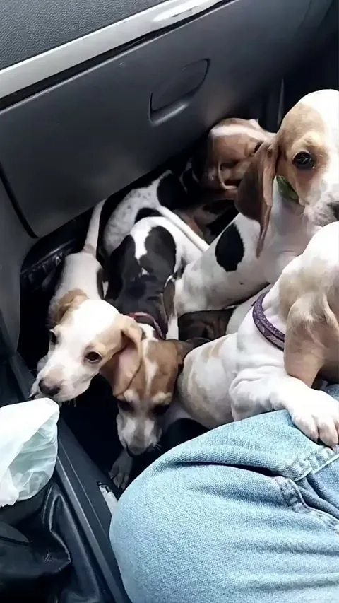 Ohhhh, 7 ternuras han invadido mi vida. Ahora muero de amor todos los dias!