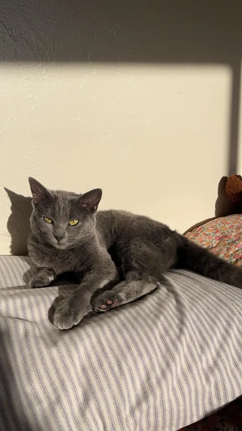 My cats are driving me to the edge and I don’t know what to do