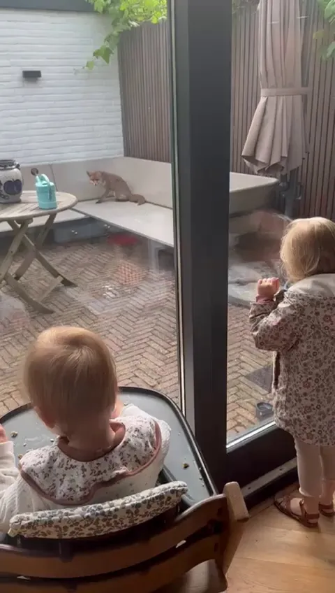 omg saw this cute fox in my garden today