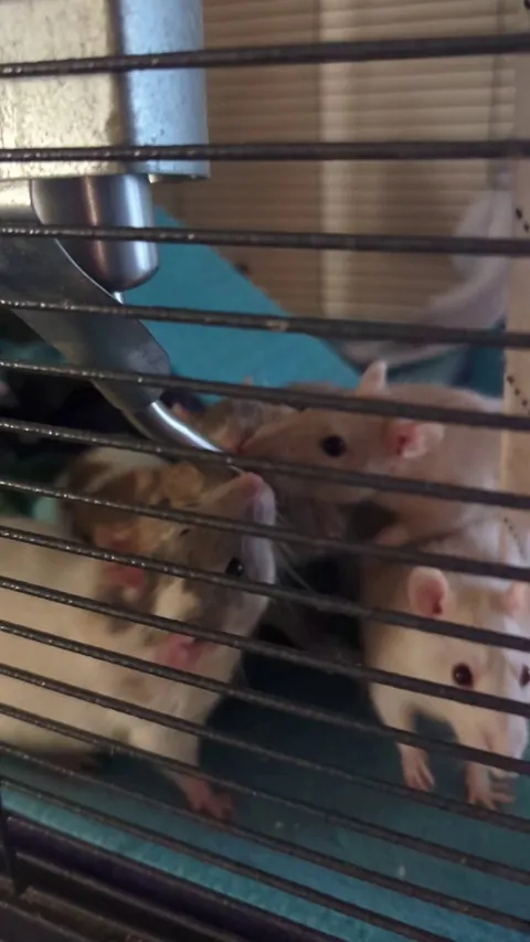 Rehydrating rats after they ignored their other water bottle for some inexplicable reason