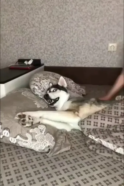 The husky doth protest too much