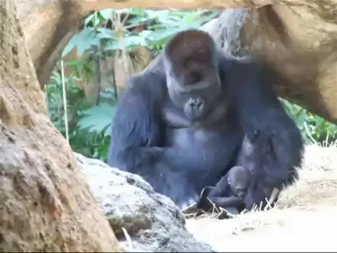 Haoko the Gorilla loves spending time with his kids, but his missus doesn’t allow it when they’re too young, so he “abducts” them, forcing the mom into a harmless, playful chase. It’s sort of a family tradition, as he did it with all 3 of his kids